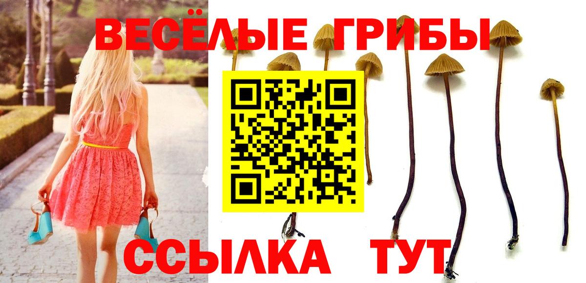 Галлюциногенные грибы Psilocybe  Вход с VPN  Павлово 
